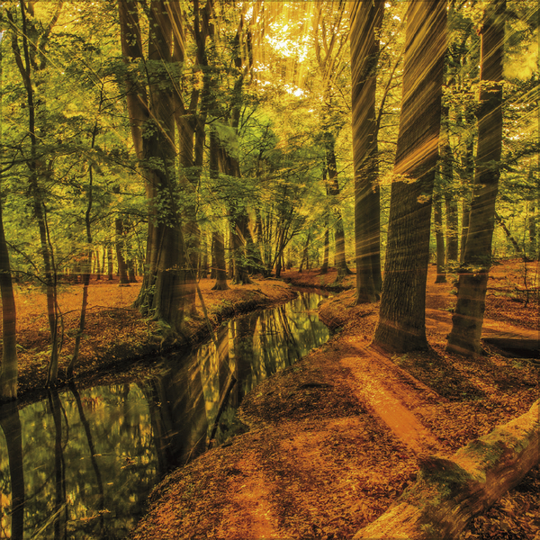 Magische Wälder 2026, Innenansicht #9