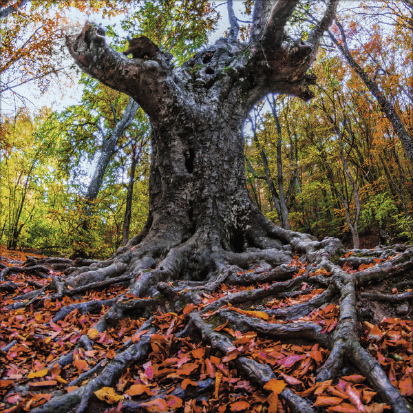 Magische Wälder 2026, Innenansicht #10