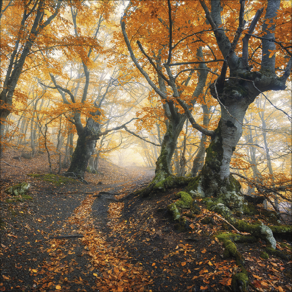 Magische Wälder 2026, Innenansicht #11