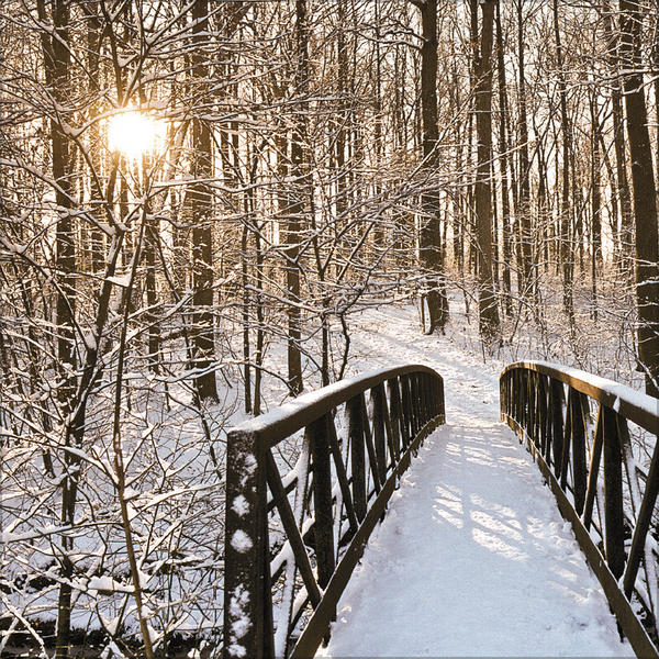 Magische Wälder 2026, Innenansicht #12
