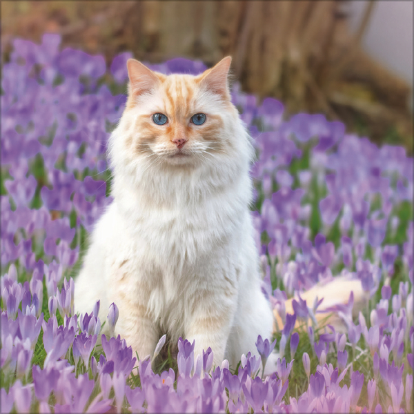 Cats 2026, Innenansicht #3