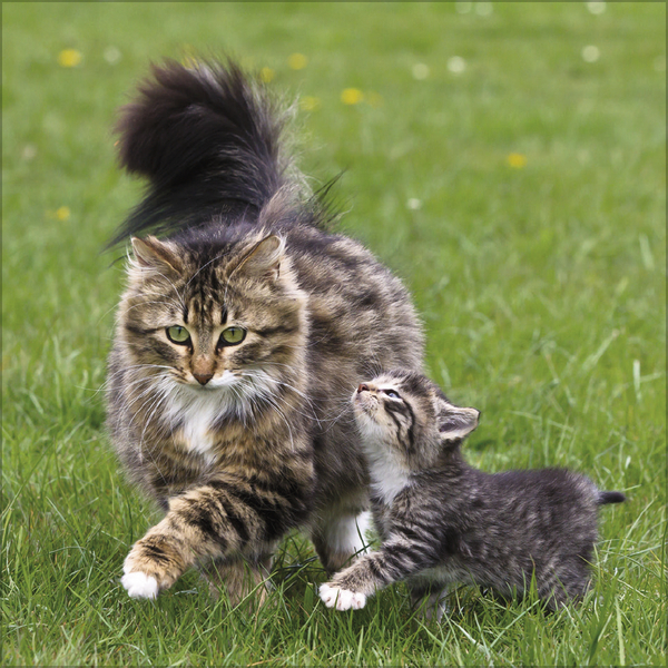 Cats 2026, Innenansicht #4