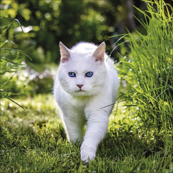 Cats 2026, Innenansicht #5