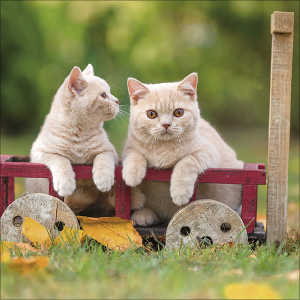 Cats 2026, Innenansicht #6
