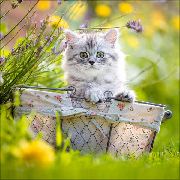 Cats 2026, Innenansicht #7