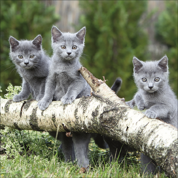 Cats 2026, Innenansicht #8