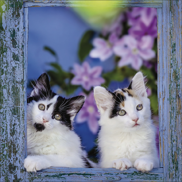 Cats 2026, Innenansicht #9