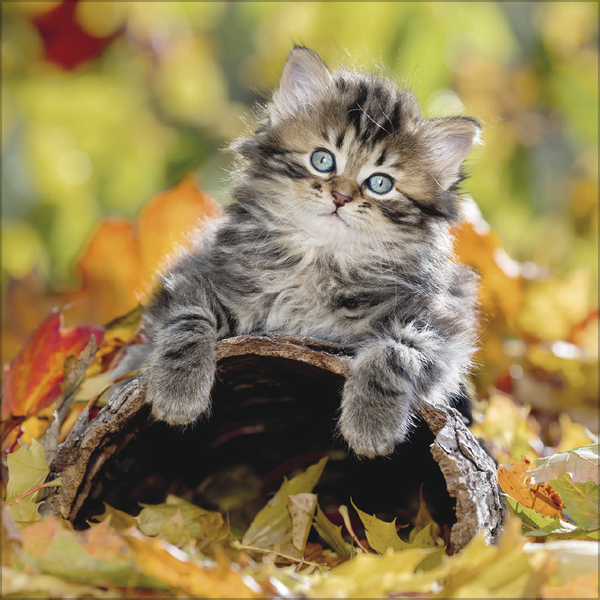 Cats 2026, Innenansicht #10