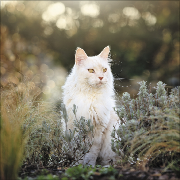 Cats 2026, Innenansicht #11