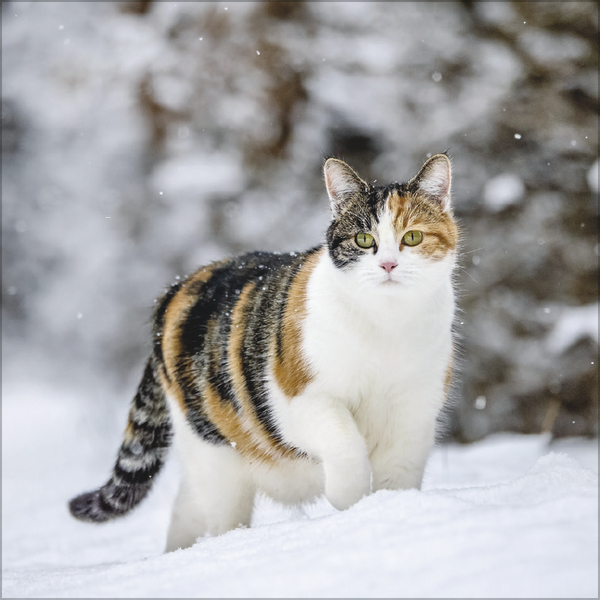 Cats 2026, Innenansicht #12