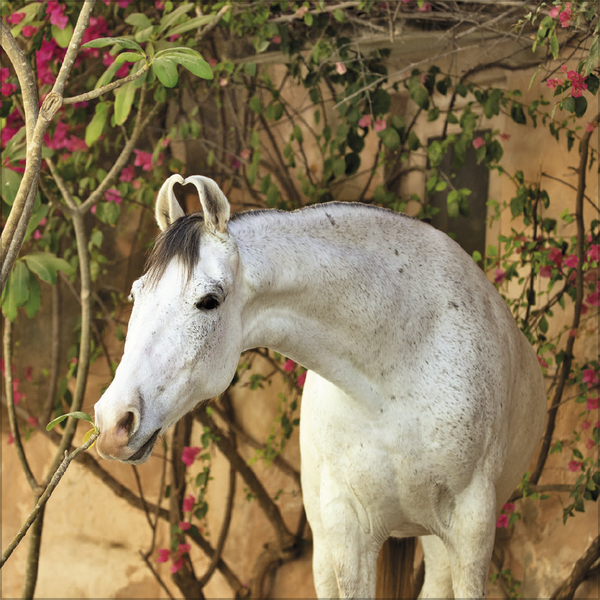 Horses 2026, Innenansicht #2