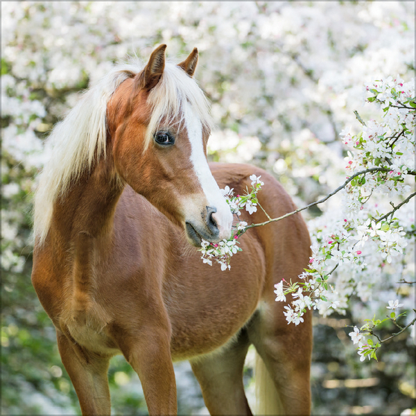 Horses 2026, Innenansicht #3
