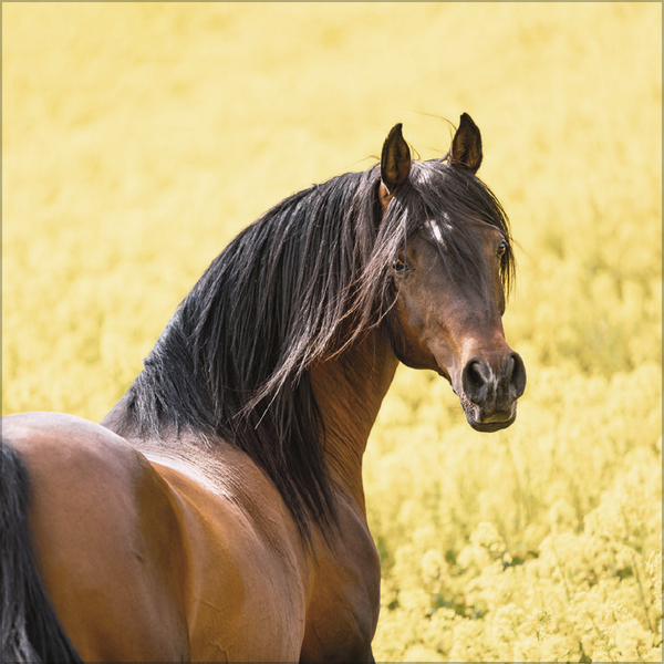Horses 2026, Innenansicht #4