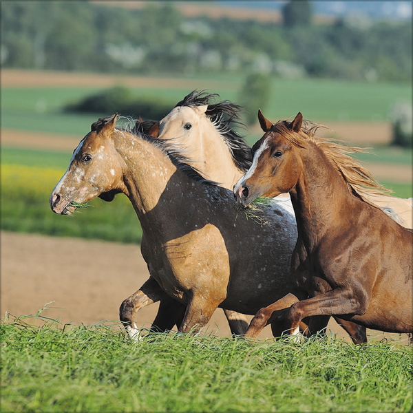 Horses 2026, Innenansicht #5
