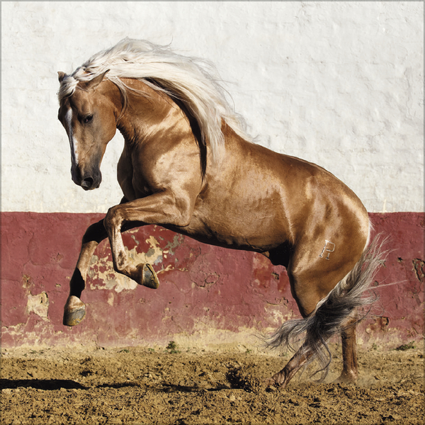 Horses 2026, Innenansicht #6