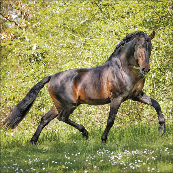 Horses 2026, Innenansicht #7