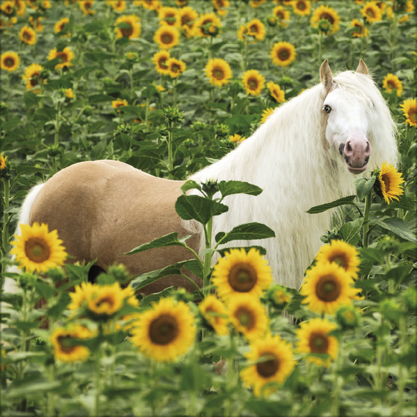 Horses 2026, Innenansicht #8