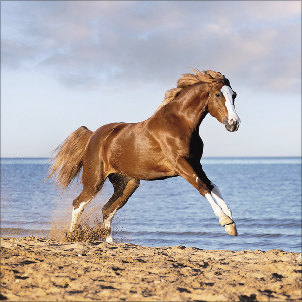 Horses 2026, Innenansicht #9