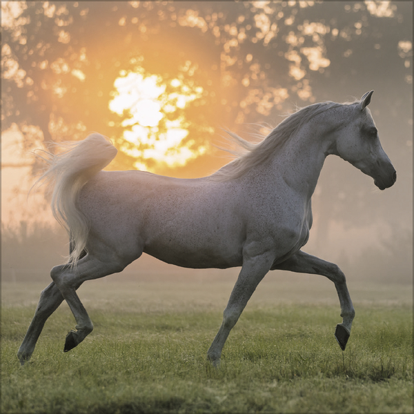 Horses 2026, Innenansicht #10