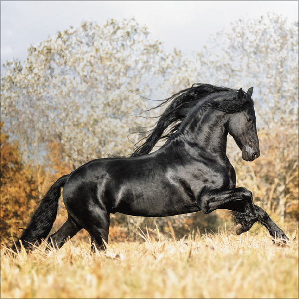 Horses 2026, Innenansicht #11