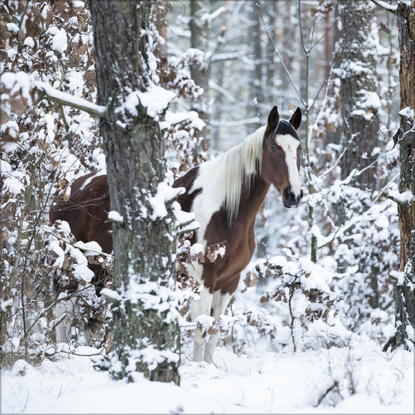 Horses 2026, Innenansicht #12