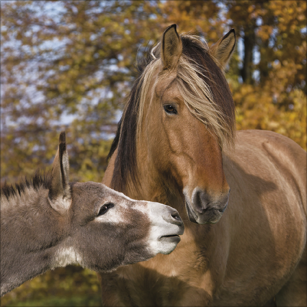 Tierfreundschaften - Familientimer 2026, Innenansicht #11