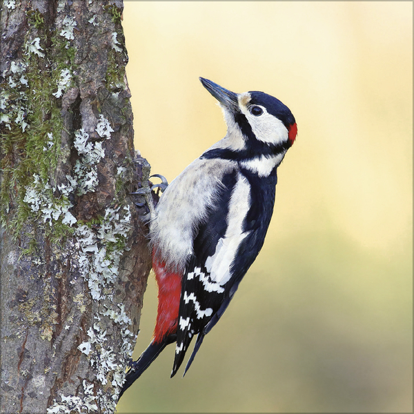 V&ouml;gel 2026, Innenansicht #2