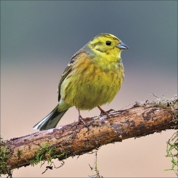 V&ouml;gel 2026, Innenansicht #3