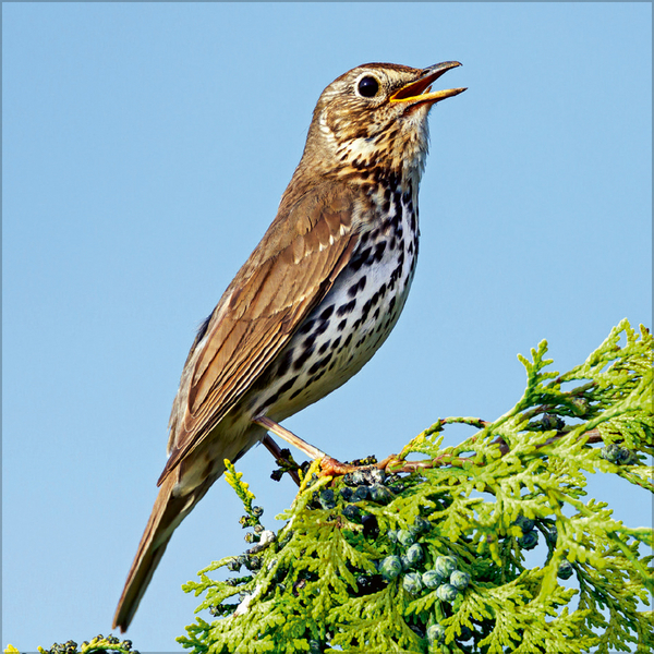 V&ouml;gel 2026, Innenansicht #4