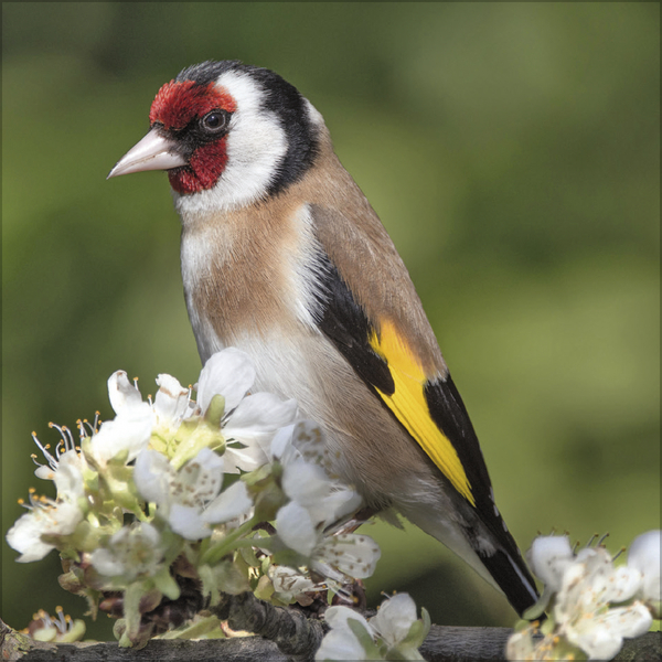 V&ouml;gel 2026, Innenansicht #5