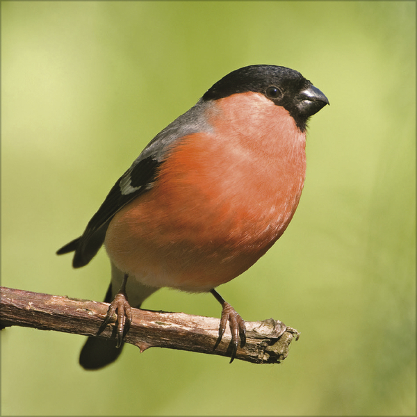 V&ouml;gel 2026, Innenansicht #6