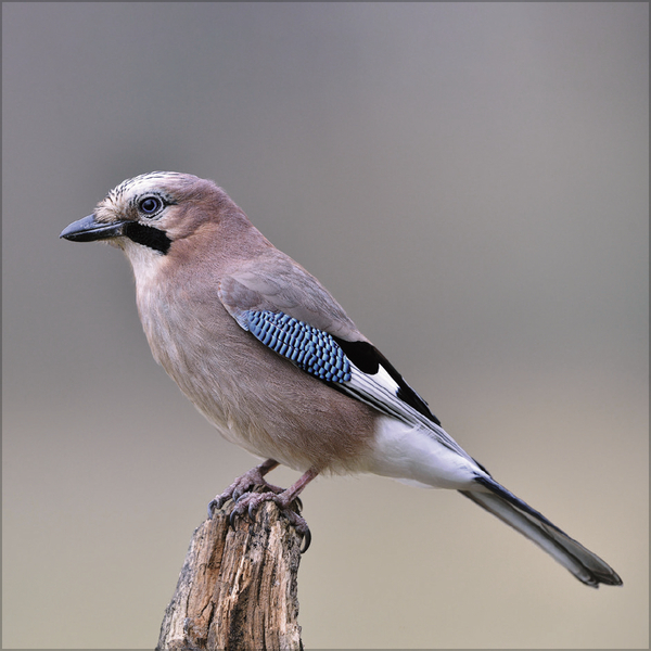 V&ouml;gel 2026, Innenansicht #7