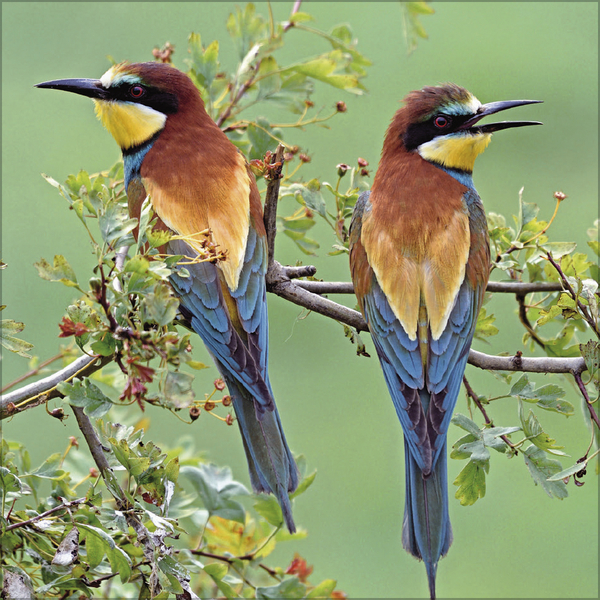 V&ouml;gel 2026, Innenansicht #8