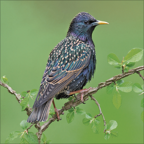 V&ouml;gel 2026, Innenansicht #9