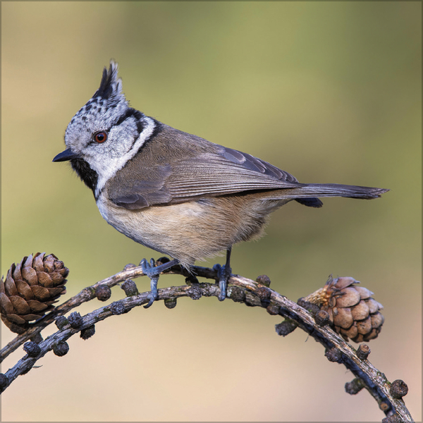 V&ouml;gel 2026, Innenansicht #10