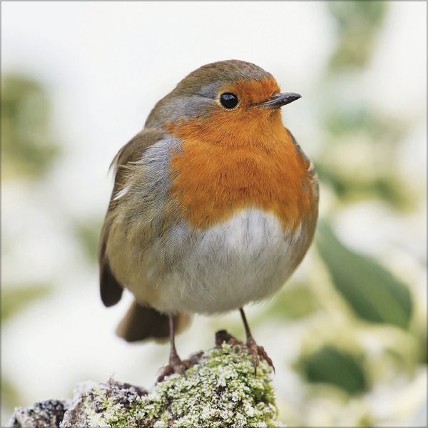 V&ouml;gel 2026, Innenansicht #11