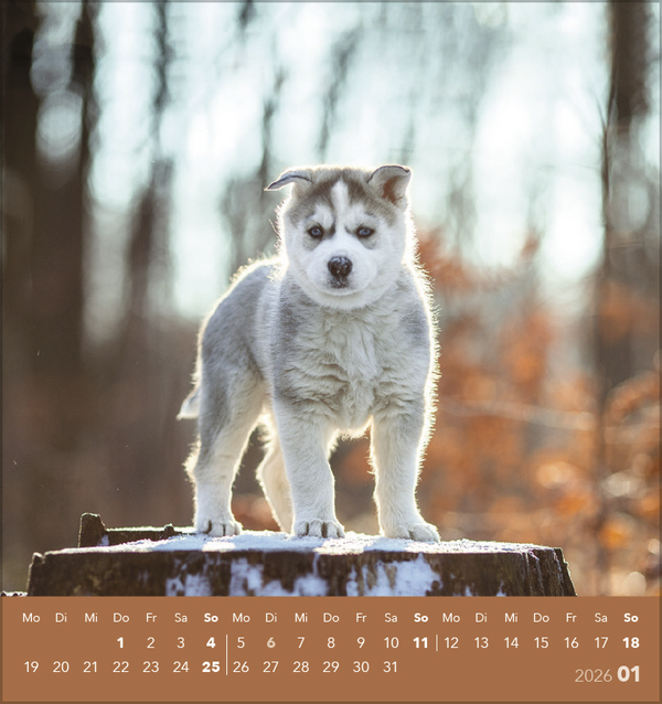 Hunde 2026, Innenansicht #1