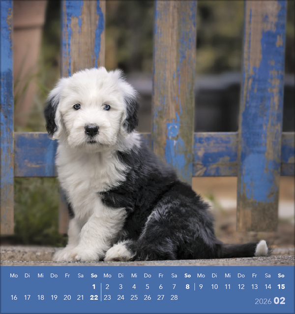 Hunde 2026, Innenansicht #2