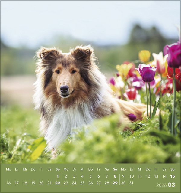 Hunde 2026, Innenansicht #3