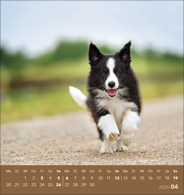 Hunde 2026, Innenansicht #4