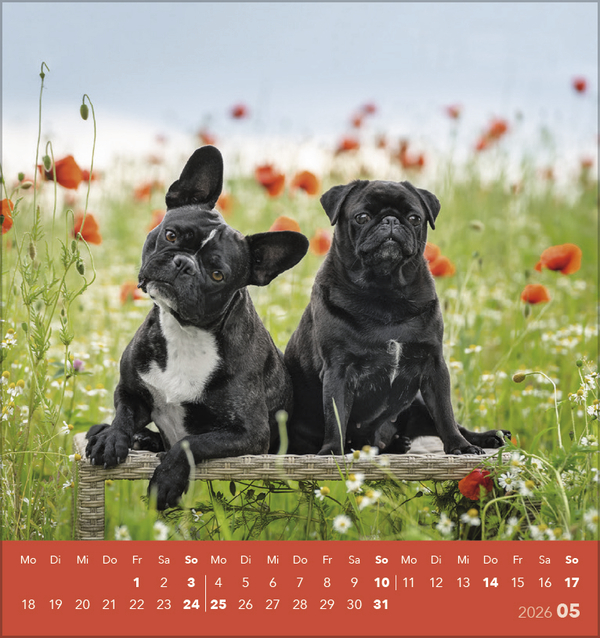 Hunde 2026, Innenansicht #5