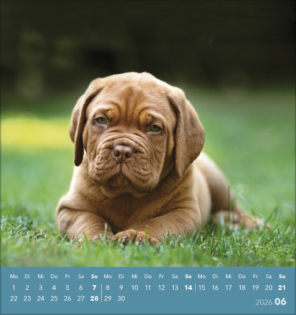 Hunde 2026, Innenansicht #6