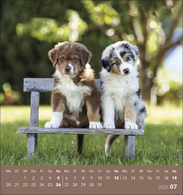 Hunde 2026, Innenansicht #7