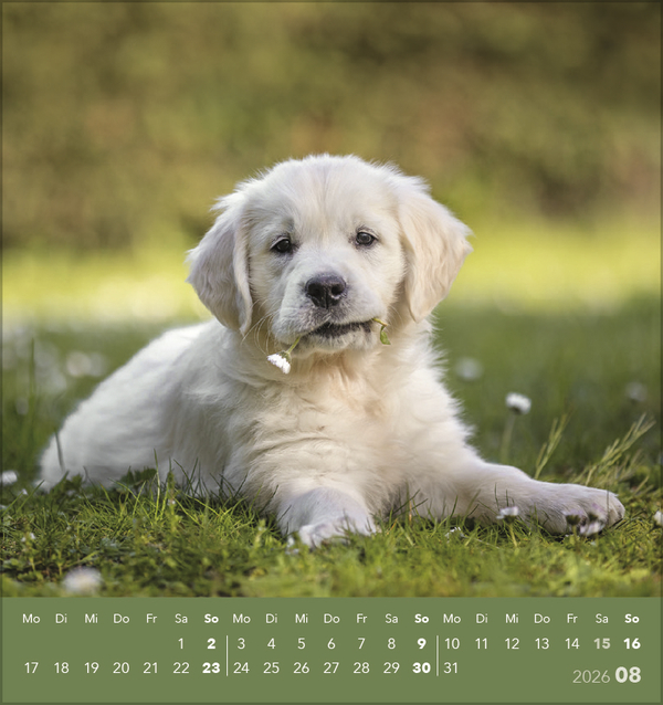 Hunde 2026, Innenansicht #8
