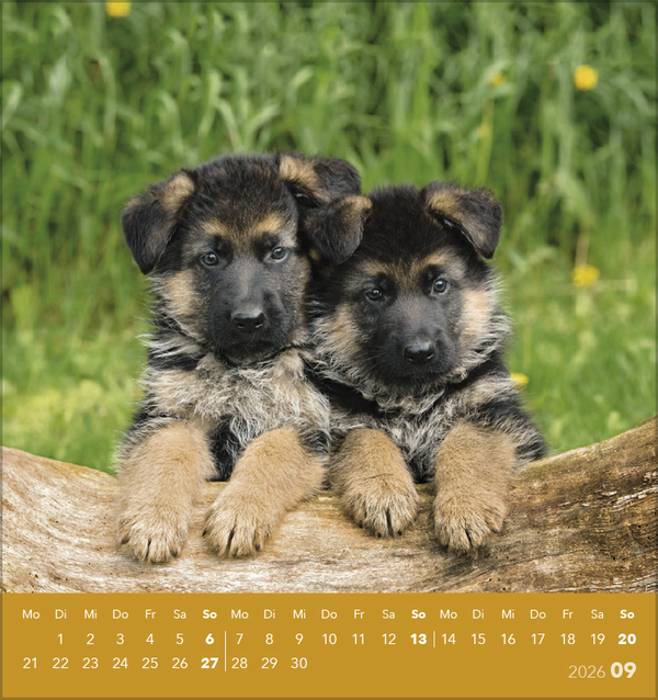 Hunde 2026, Innenansicht #9