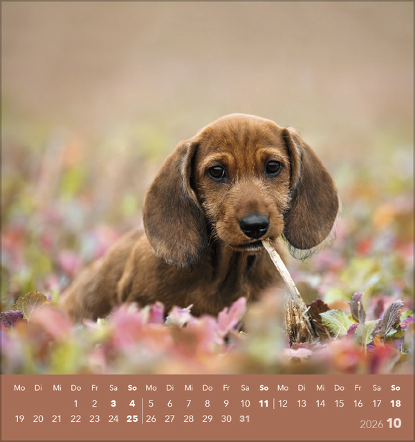 Hunde 2026, Innenansicht #10