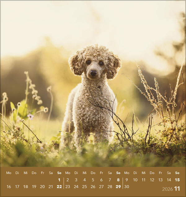 Hunde 2026, Innenansicht #11