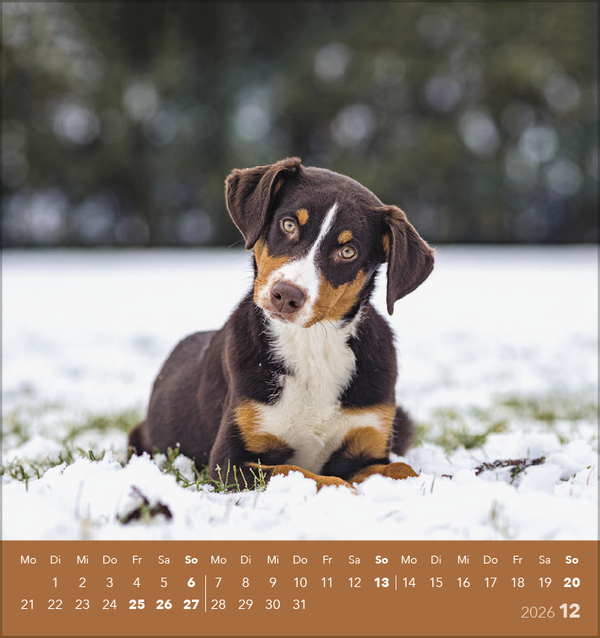 Hunde 2026, Innenansicht #12