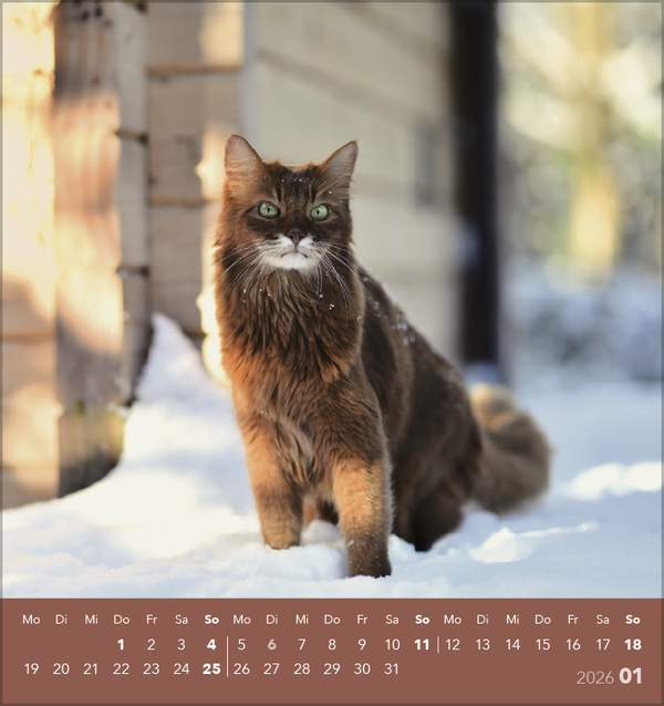Schmusekatzen 2026, Innenansicht #1