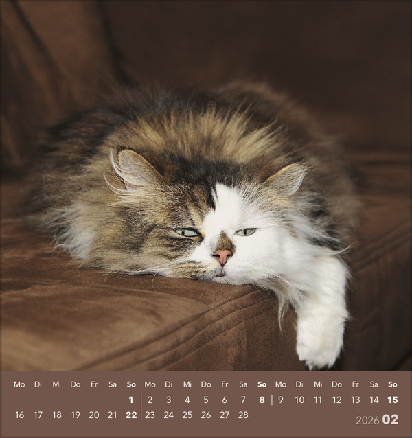 Schmusekatzen 2026, Innenansicht #2